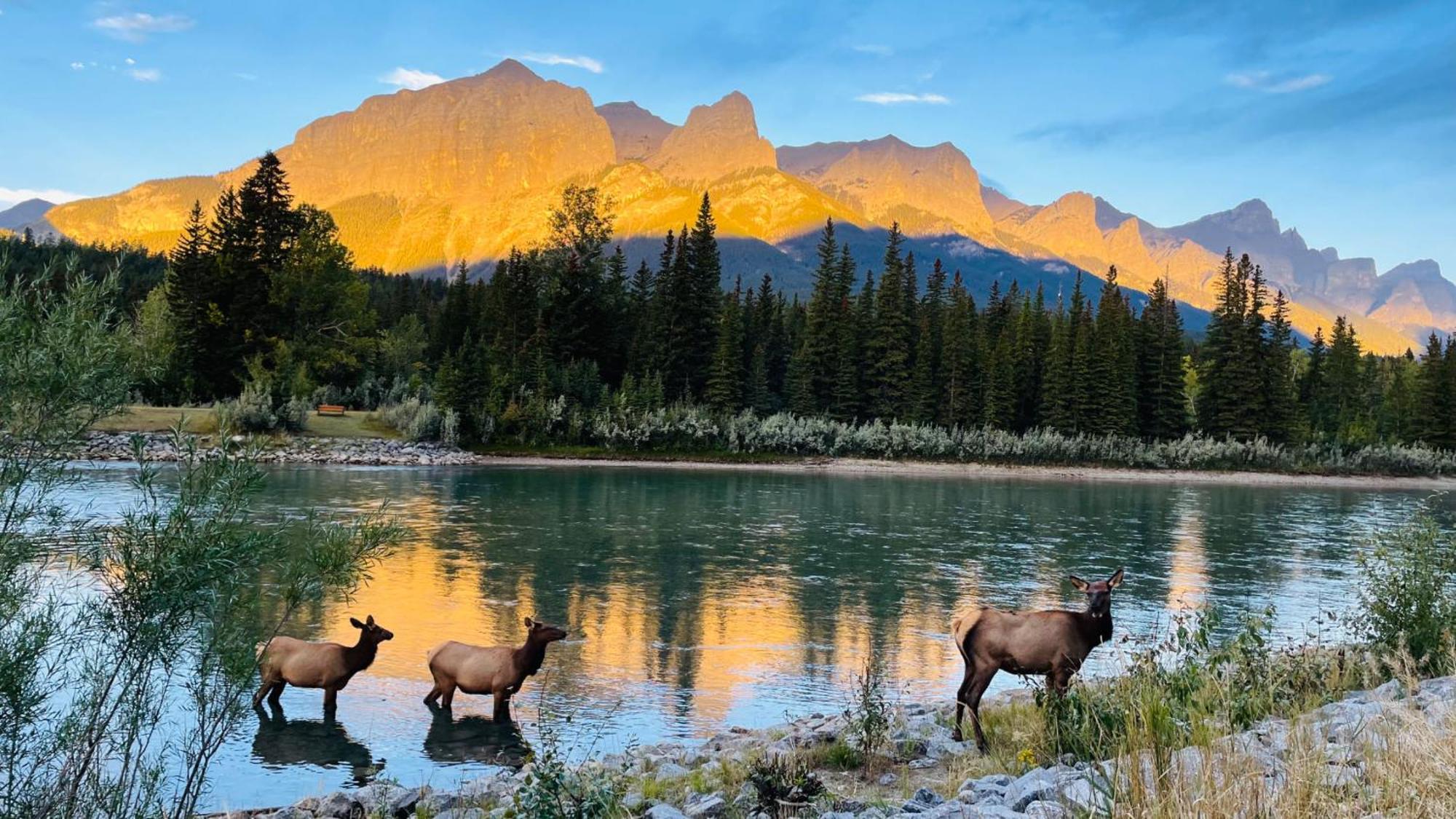 Unit #201 Cozy Mountain View 1Br In Dt Appartement Canmore Buitenkant foto